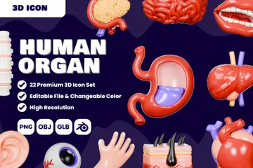 Human Organ 3D Illustration Pack
