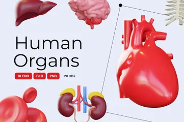 Menschliche Organe 3D Icon Pack