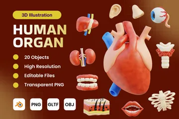 Menschliches Organ 3D Icon Pack