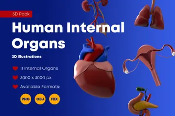 Organes internes humains Pack 3D Icon