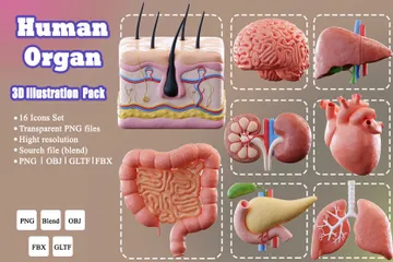 Órgano humano Paquete de Icon 3D