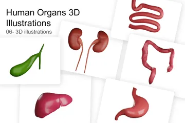 Órganos humanos Paquete de Illustration 3D