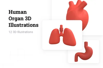 Órgão Humano Pacote de Illustration 3D