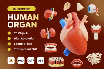 Órgão Humano Pacote de Icon 3D