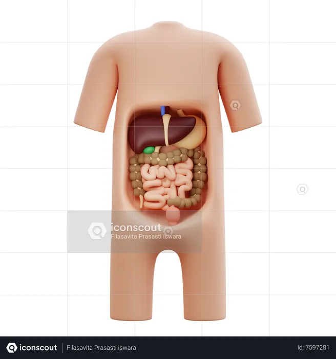 Abdomen  3D Icon