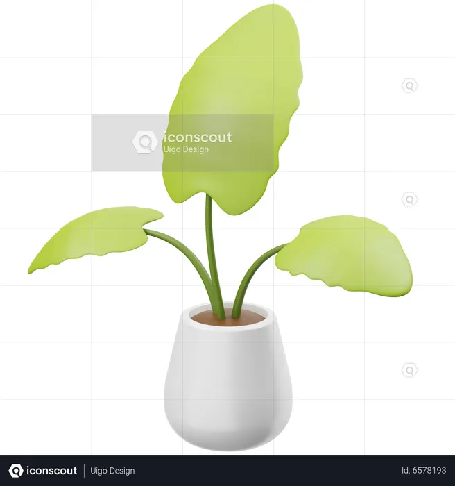 Anthurium Crystallinum  3D Icon