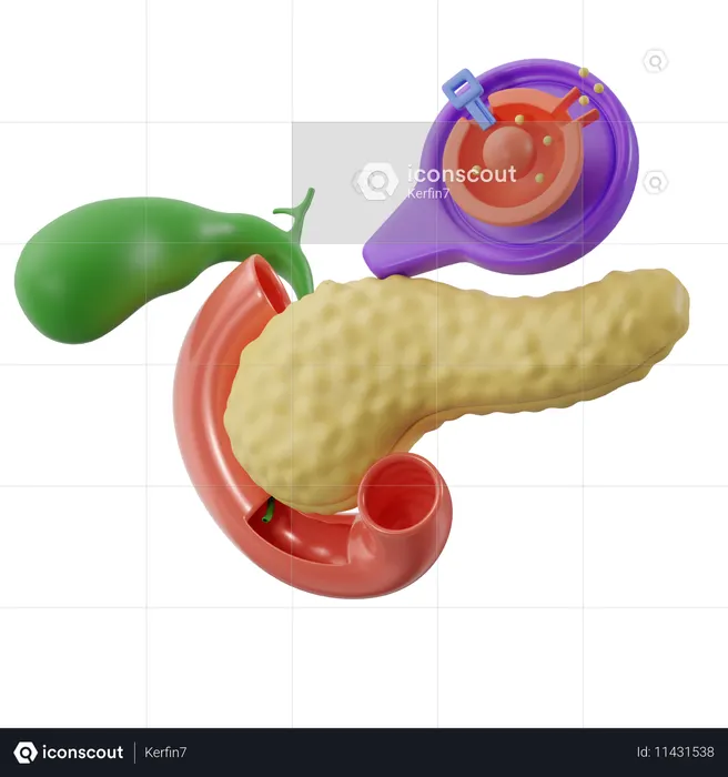 Bauchspeicheldrüse mit Zelle  3D Icon