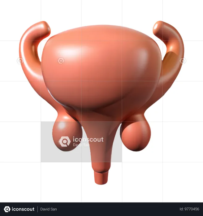 Bexiga  3D Icon