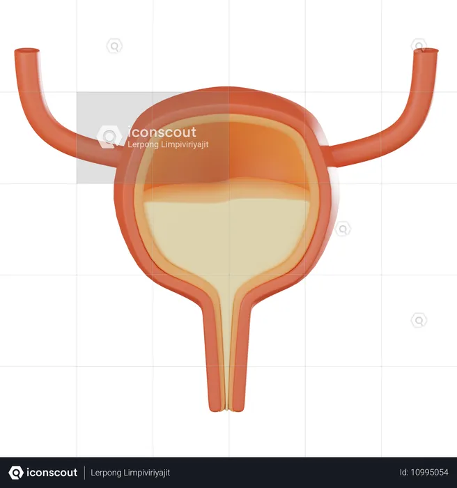 膀胱  3D Icon
