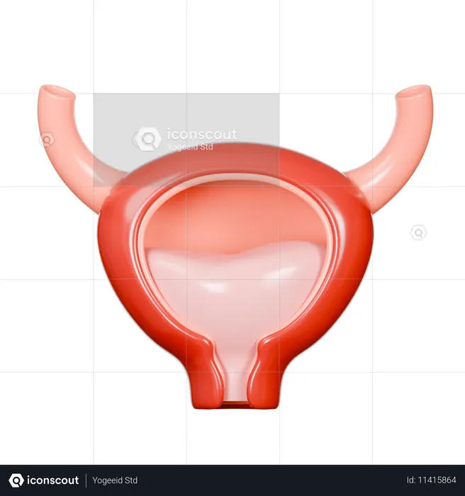 Bladder  3D Icon
