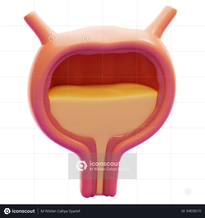 BLADDER  3D Icon