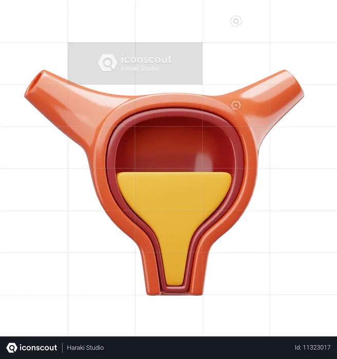 Bladder  3D Icon