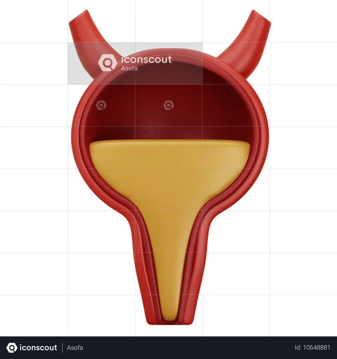 Bladder  3D Icon
