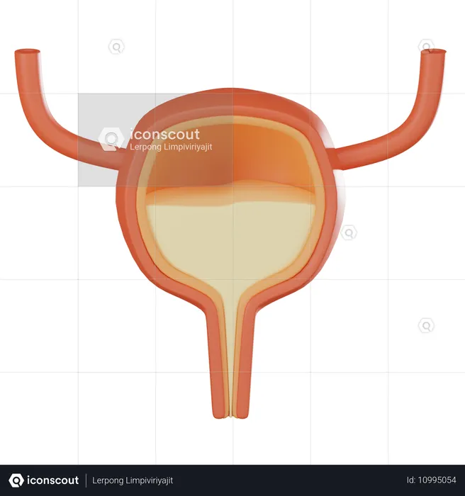 Bladder  3D Icon