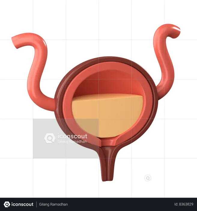Bladder  3D Icon