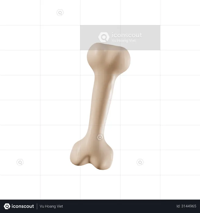Bone  3D Illustration