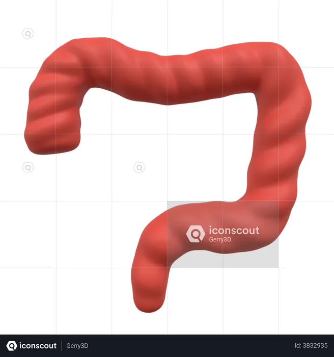 Bowel  3D Illustration