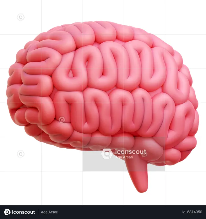 Brain  3D Icon