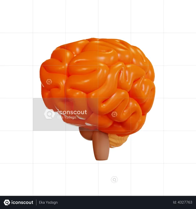 Brain  3D Illustration