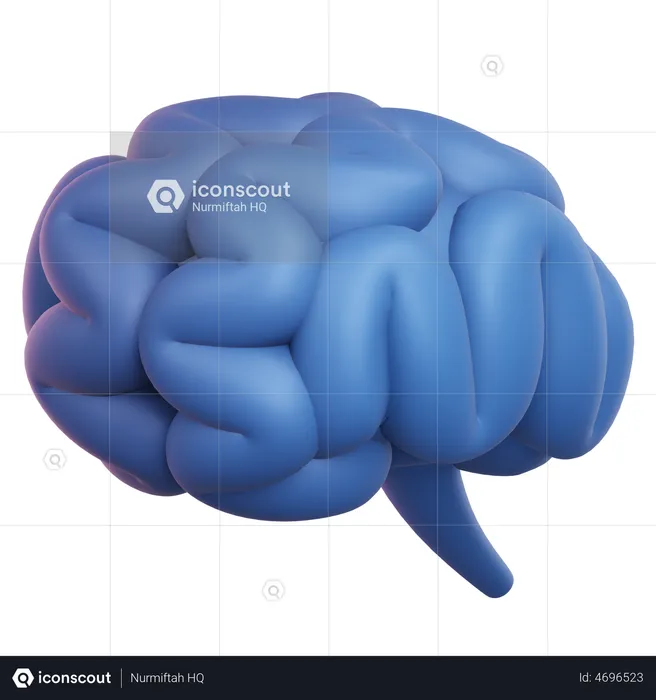 Brain  3D Illustration