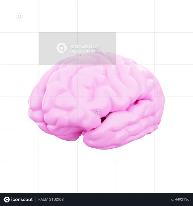 Brain  3D Illustration