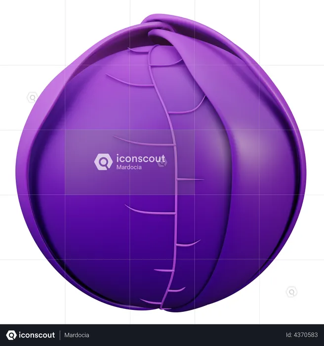Cabbage  3D Illustration