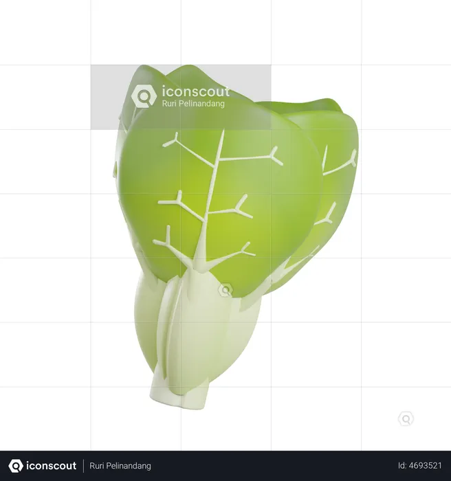 Cabbage  3D Illustration