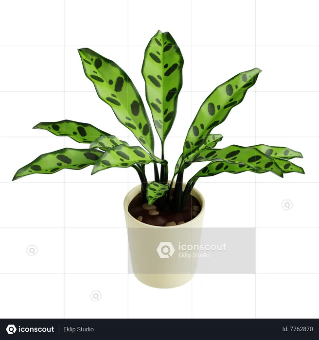 Planta cascavel calathea  3D Icon