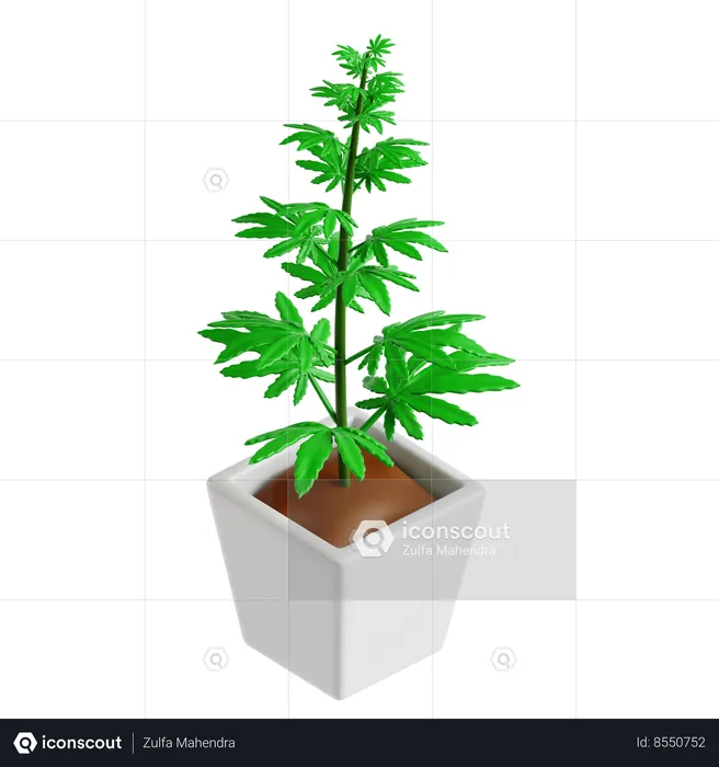 Cannabis Plant  3D Icon