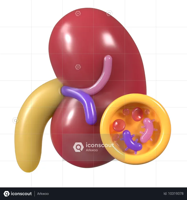 Cells of kidney  3D Icon