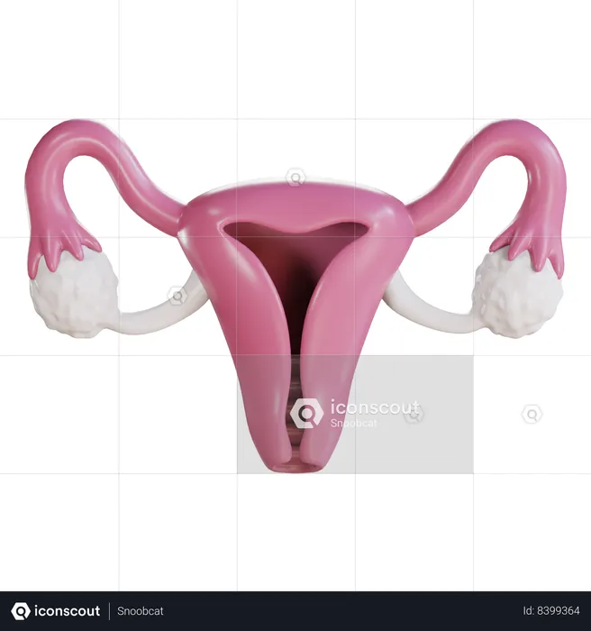 Cervix  3D Icon