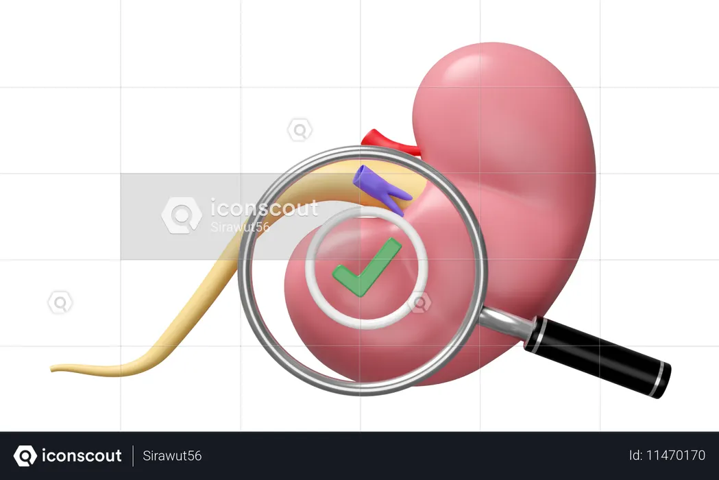 Check Kidney  3D Icon