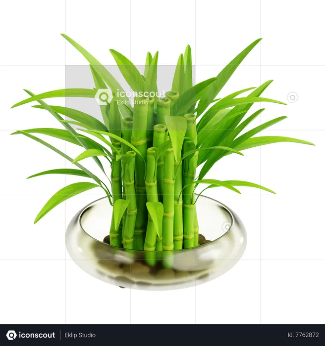 Chines Water Bamboo  3D Icon
