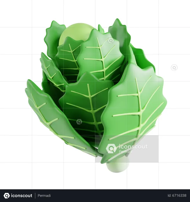 Chinese cabbage  3D Icon