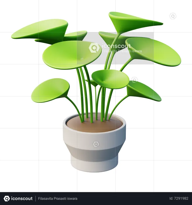 Chinese Money Plant  3D Icon