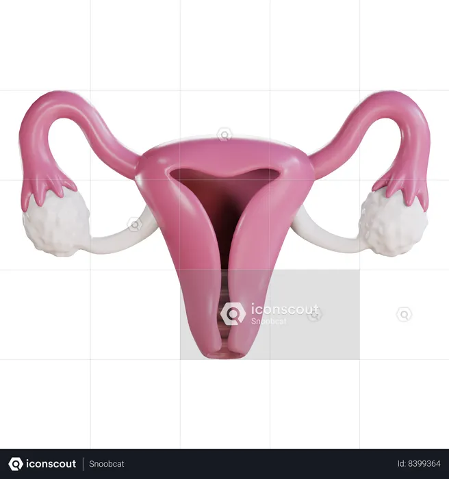 Colo do útero  3D Icon