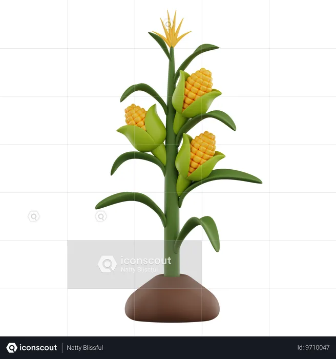 Corn Growth  3D Icon