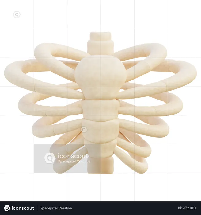 OS de côte  3D Icon
