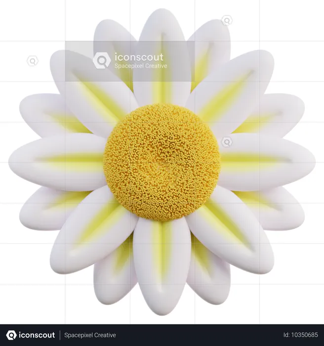 Daisy  3D Icon