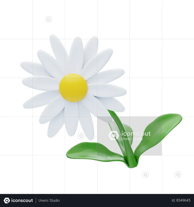 Daisy  3D Icon