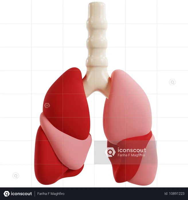 Detailed Human Lung Anatomy  3D Icon