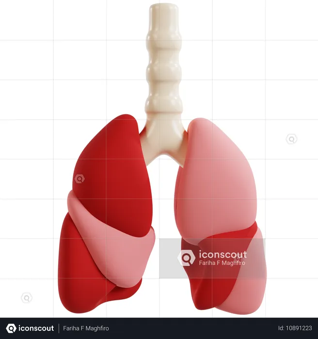 Detaillierte menschliche Lungenanatomie  3D Icon