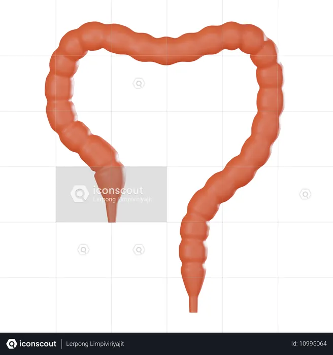 Dickdarm  3D Icon