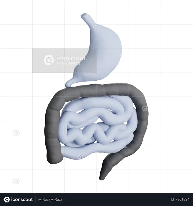 Digestive System  3D Icon