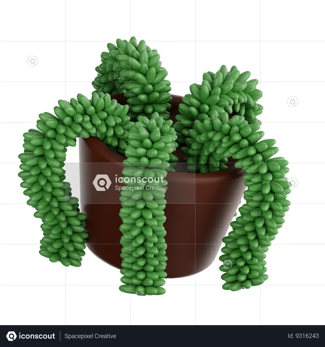 Donkey Tail Plant  3D Icon