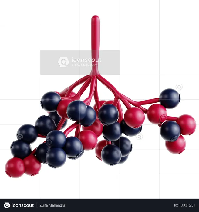 Elderberry  3D Icon