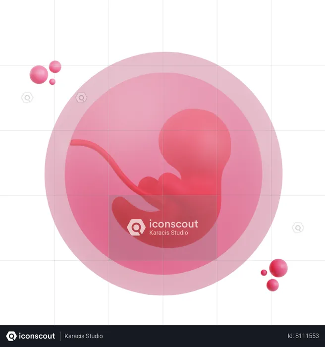 Embryo  3D Icon
