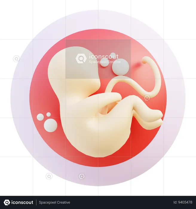 Embryo  3D Icon