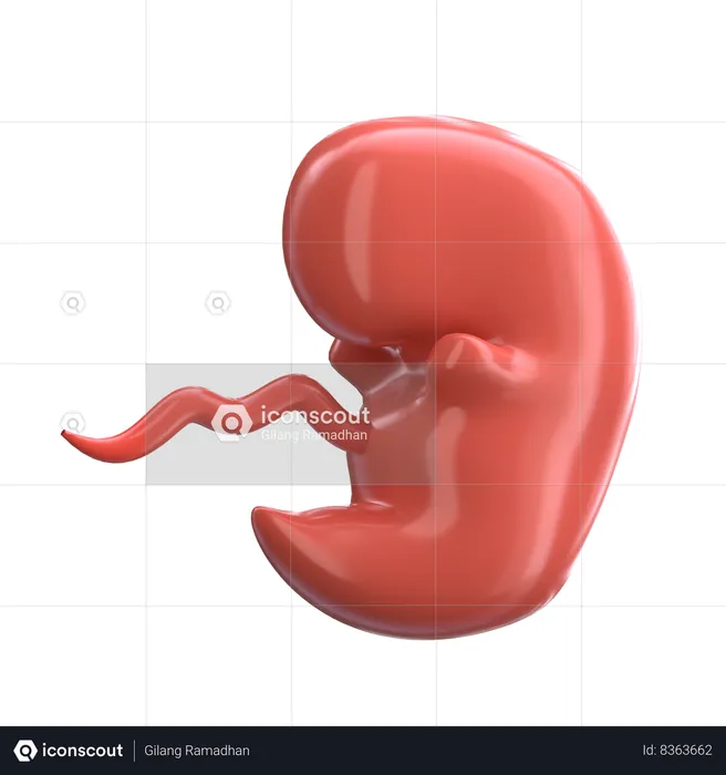 Embryo  3D Icon