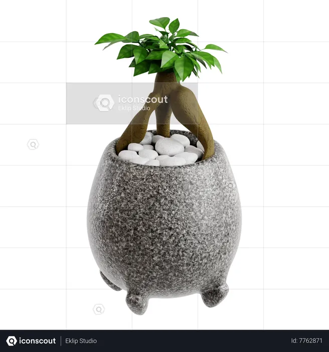 Sepulturas ficus bonsai  3D Icon